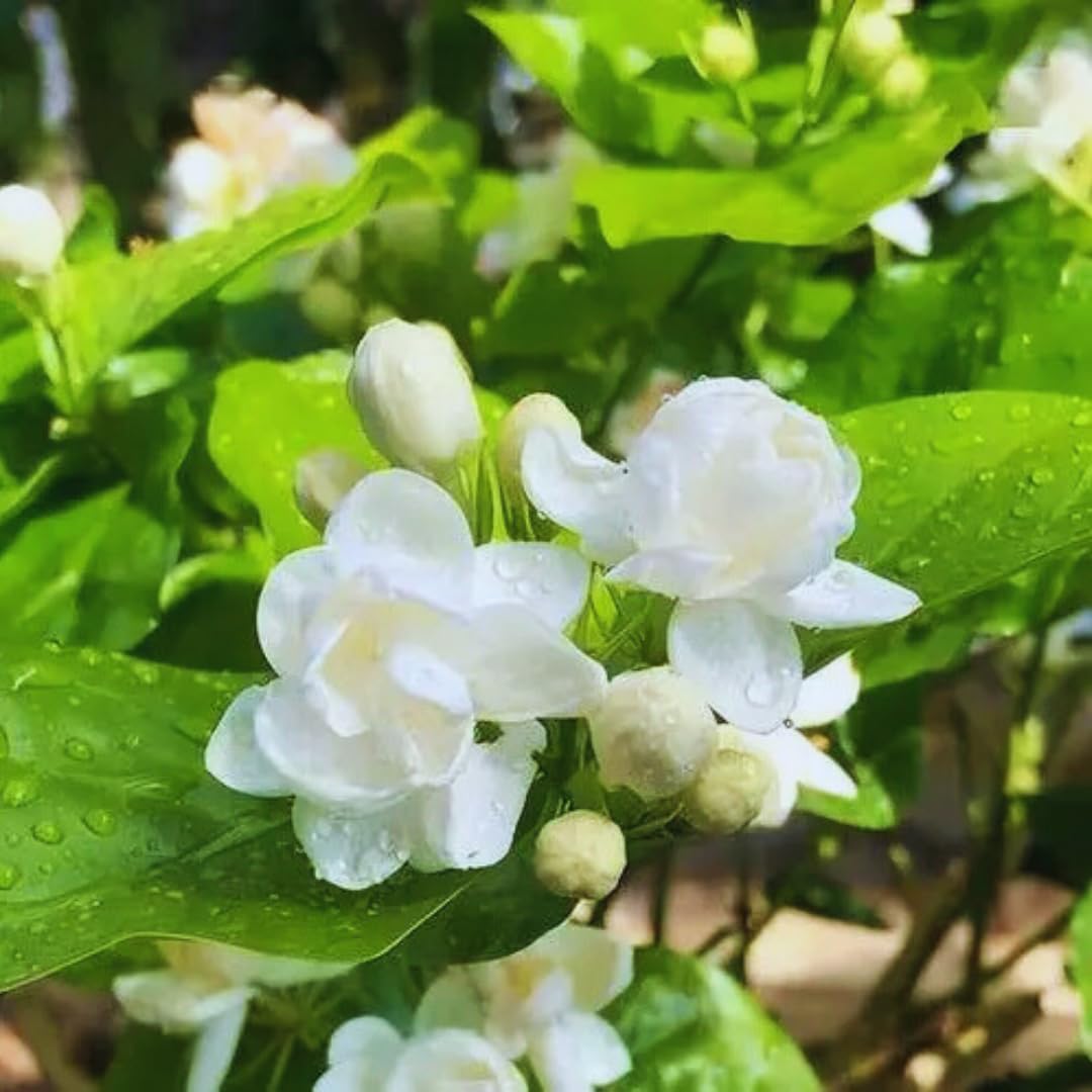 2 Sambac Jasmine Plants, 4 to 6 Inc Long, Maid of Orlean Jasmine Live Plants, Jasmine Well Rooted, White Jasmine Flower Plants Tree Live