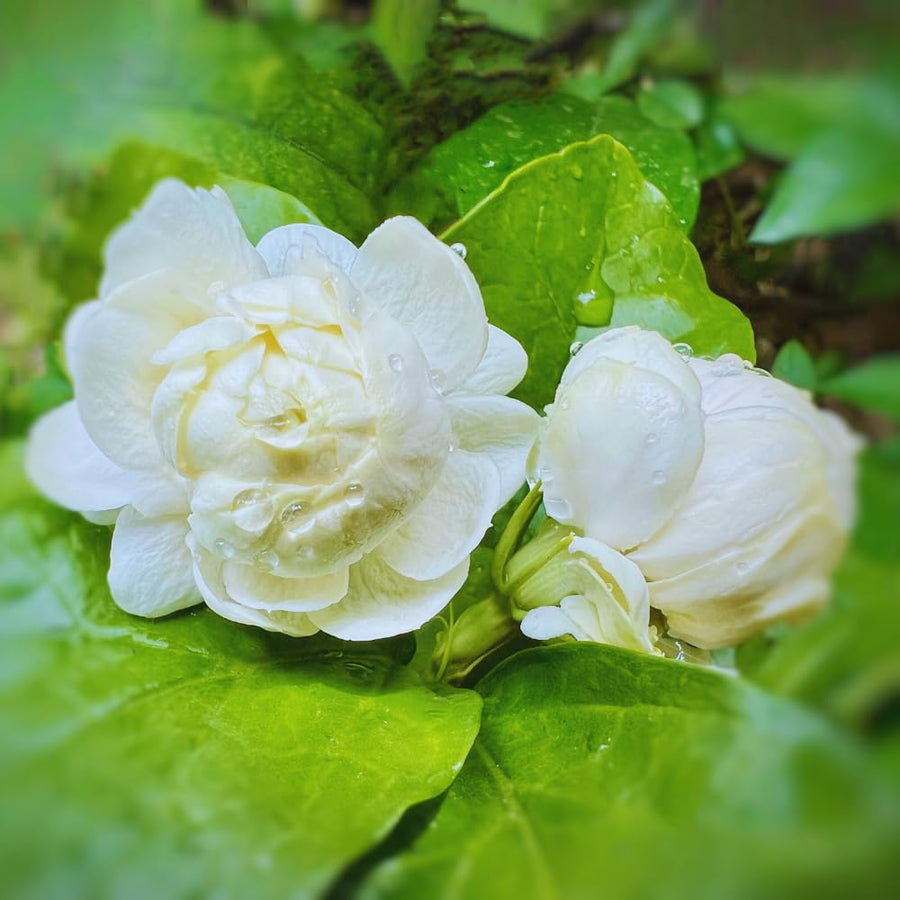 Grand Duke Jasmine Flower Plant Indoor, 1 to 2 Feet Tall, Sambac Jasmine Plant Live, 1 Gallon Potted