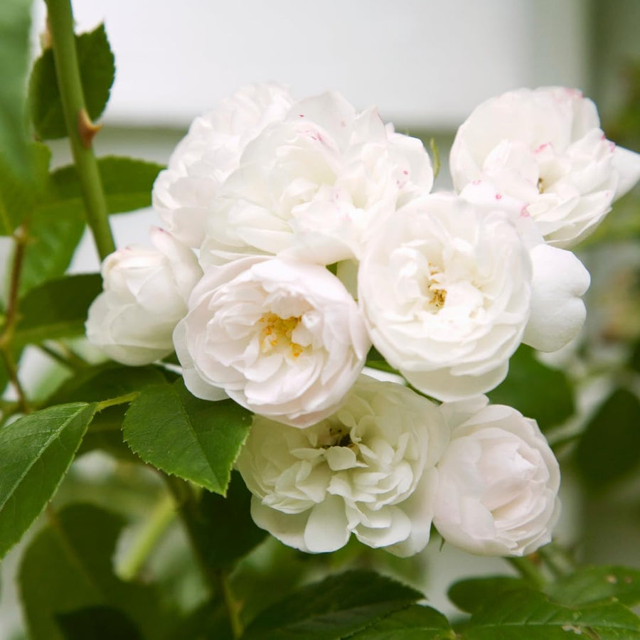 White Climbing Rose Live Plant, Fragrant Rose Bush Ready to Plants, Zone 5 to 9, Size 5 to 7 Inches and Bare Root