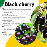 2 Black Cherry Trees Live Plants, Sweet Cherry Plants Live Fruit Tree, Bareroots Dormant 12-18 Inch Height, Wild Black Cherry Seedling for Planting Home Garden