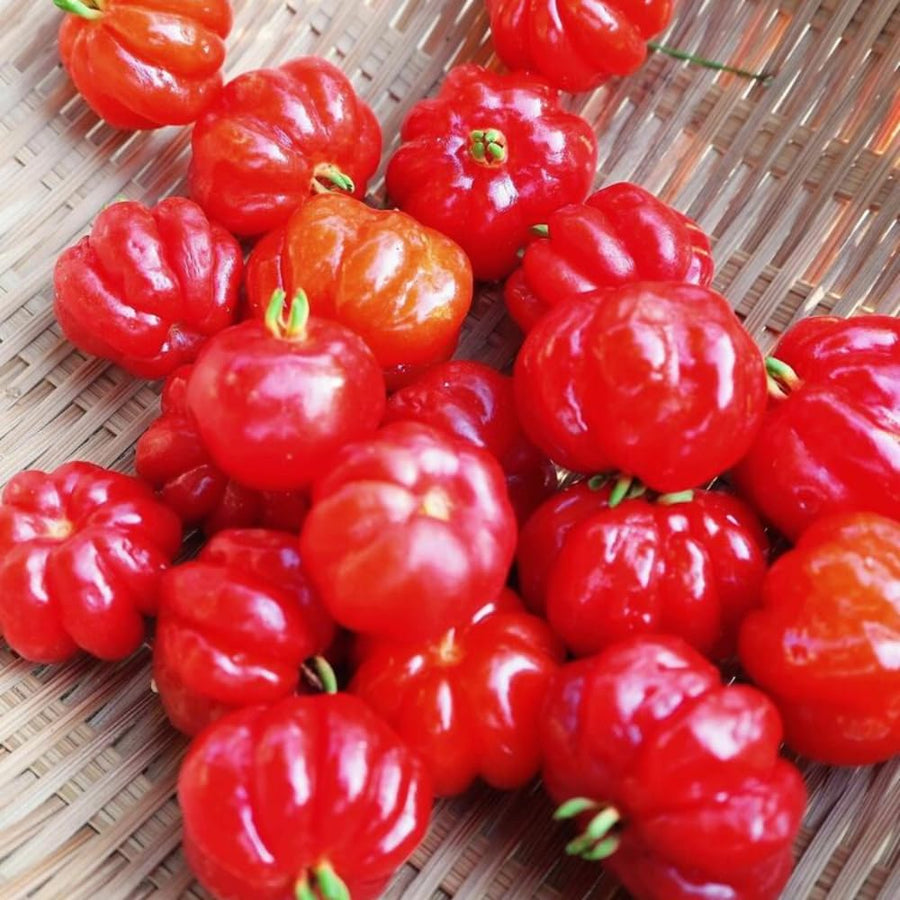 2 Years Old Surinam Cherry Tree Live Plant, Ready to Bear Fruit Cherry Tree, 2 Feet Tall, Edible, Cold Hardy, Outdoor Growing