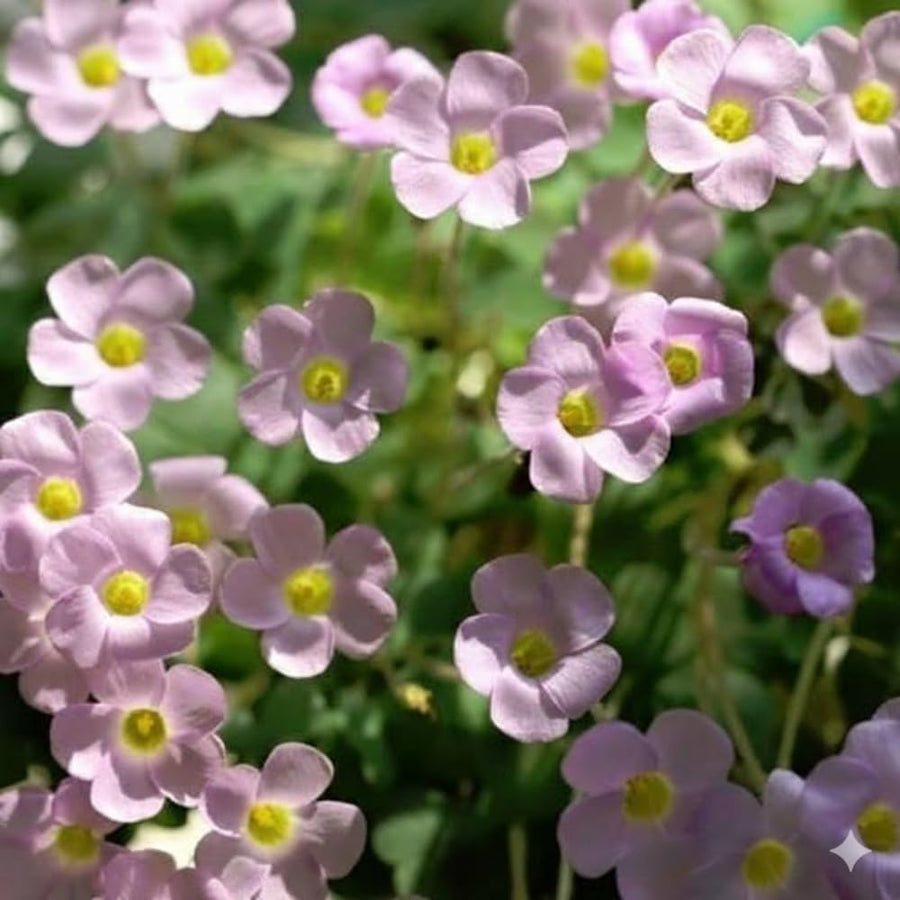 Oxalis Flower Plant in 4'' Pot, 4-8'' Tall, Shamrock Flowers Plants, Perennial Flower Plants for Indoor and Outdoor Garden (Light Purple Oxalis)