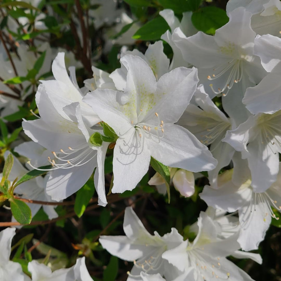 Live Azalea Plant, Rhododendron Flowering Shrub, Hardy Ornamental Plant, 10 Inches Tall, for Indoor or Outdoor Planting (White Azalea)