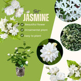 Set 2 Snow Jasmine Plants Live, Jasmine Starter Plugs 3-5 Inches, Fragrant Jasmines Trailing Vine for Garden or Container