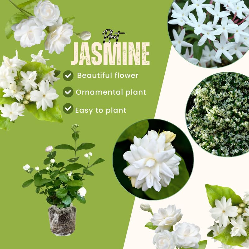 Set 2 Snow Jasmine Plants Live, Jasmine Starter Plugs 3-5 Inches, Fragrant Jasmines Trailing Vine for Garden or Container