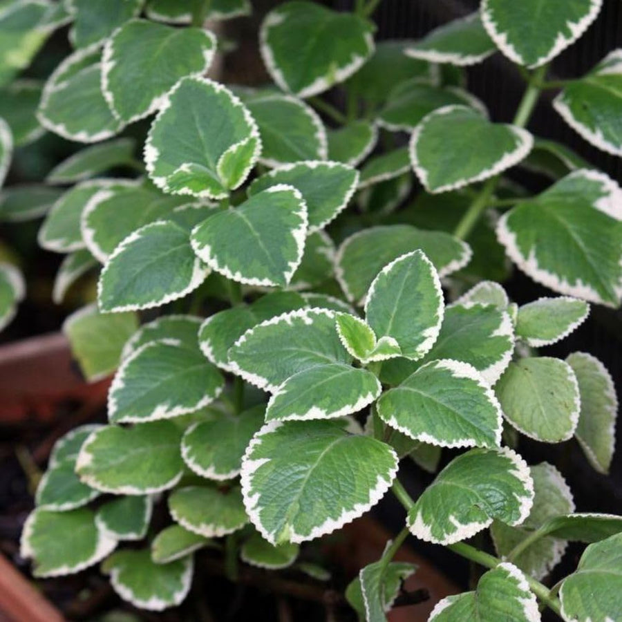 2 Variegated Cuban Oregano Live Plant Per Pot, 3-6 Inches Tall, Herb Oregano Plant Live, Fragrant Perennial Herb for Gardening, Indoor Outdoor Herb Plant
