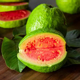 Pink Guava Trees Live Plants 2-2.5 Feet Tall, Cold Hardy Guava Tree Fruit, Zones 9 to 11, Sweet Flavor