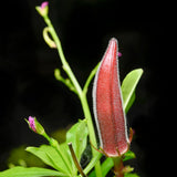 2 Live Red Okra Plants, 4 to 8 Inches Tall, Okra Starter Plants, Fast-Growing Vegetable Plants for Raised Beds and Gardens