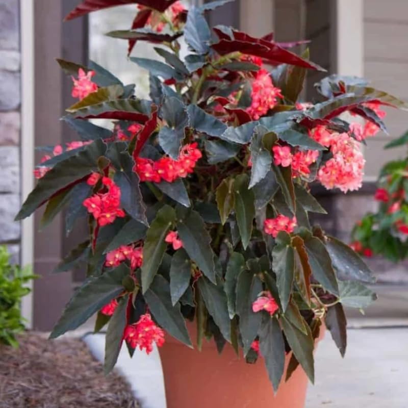 Angel Wing Begonia Live Plant, Polka Dot Begonia Maculata Plants, 4-7" Starter Indoor Outdoor Houseplant Décor, Air-Purifying and Easy Care, Bold Red Begonia with Striking Flowers