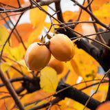 02 Persimmon Trees Live Plants Bare Root, 1–2 Ft Tall Fruit Tree Plants, Hardy Persimmon Trees for Outdoor Garden Growing Spring