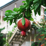Pomegranate Tree Plant Live, Pomegranate Fruit Plant, 4 Inch Pot, Ready for Planting