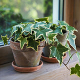 English Ivy Plant Live 4'' Pot, Fast-Growing Trailing Houseplant, Hardy English Ivy Groundcover, Indoor Outdoor Growing (Green White Ivy)