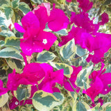 Set of 2 Trailing Bougainvillea Plants Live, Bougainvillea Flowering Vines, 5-9” Tall, Well-Rooted (Raspberry Ice Bougainvillea)