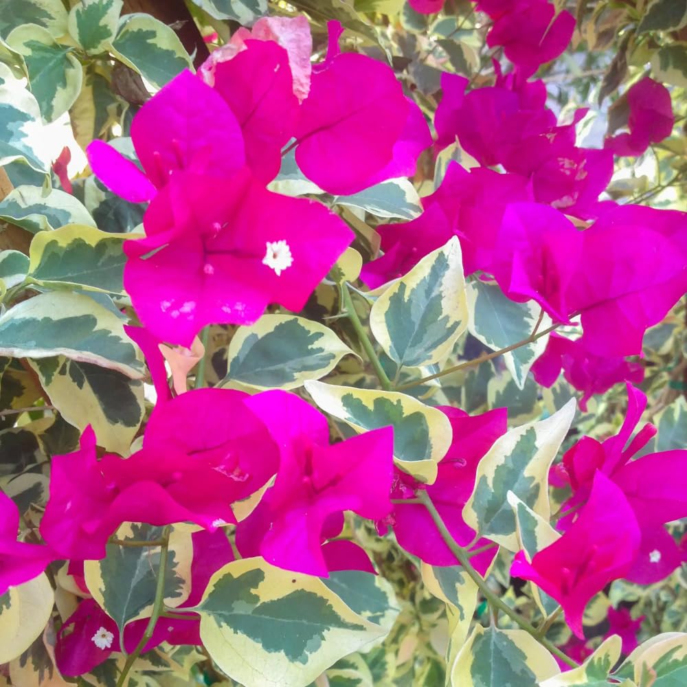 Set of 2 Trailing Bougainvillea Plants Live, Bougainvillea Flowering Vines, 5-9” Tall, Well-Rooted (Raspberry Ice Bougainvillea)
