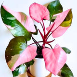 Philodendron Plant, Rare Tropical Variegated Live Indoor Houseplant, 5-8" Tall, No Pot (Pink Philodendron Plant)