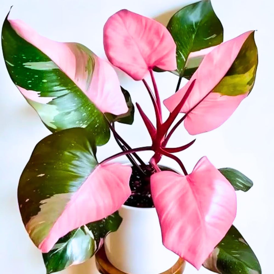 Philodendron Plant, Rare Tropical Variegated Live Indoor Houseplant, 5-8" Tall, No Pot (Pink Philodendron Plant)