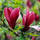 2 Ann Magnolia Trees Live Plant 6-12" Tall, in Pot, Fragrant Magnolia Plant Live for Planting Indoor Outdoor, Beautiful Magnolia Flowers Tree, Deep Purple Red Magnolia Flowers