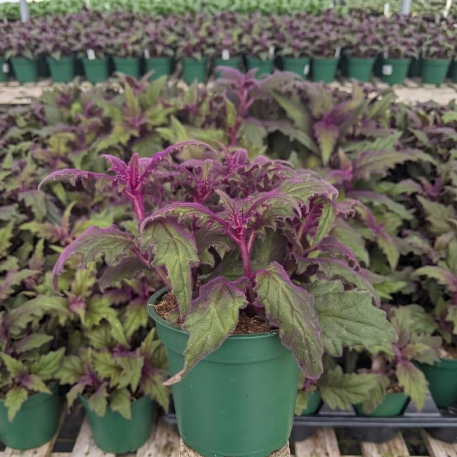 Gynura Purple Velvet Plant Live 4-6 Inches Tall, Purple Passion Plant, Velvet Leaf Houseplant in 4 Inch Pot for Growing