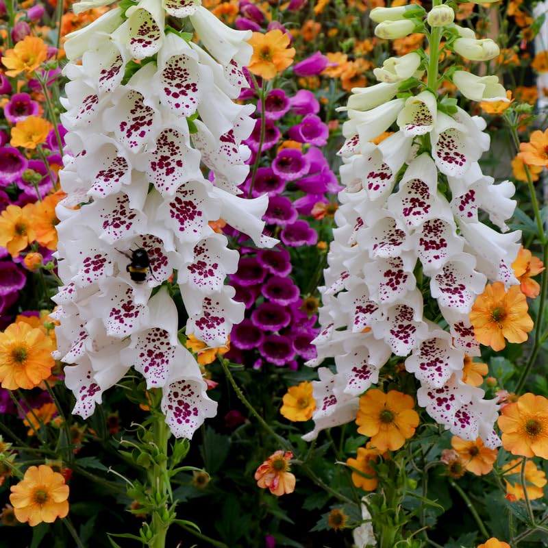 Foxglove Plants Live in 3 Inch Pot - 6 Pots Hardy Foxglove Plants Potted for Planting Outdoor Garden