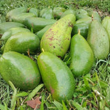 Green Brown Avocado Live Plant 3ft Tall in 1 Gallon, Grafted Avocado Tree Plant, Fruit Plants for Your Garden