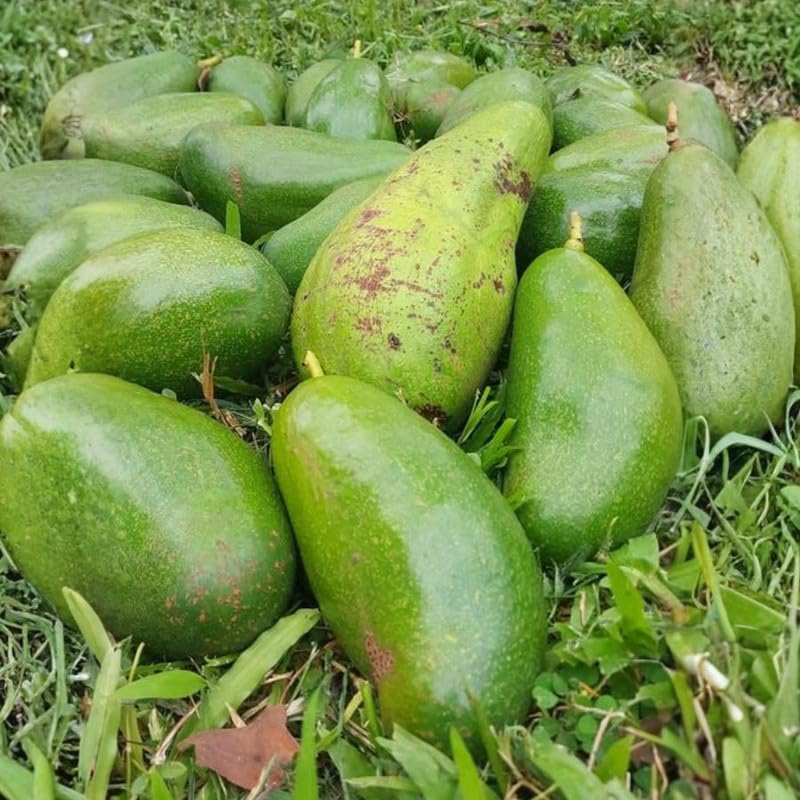 Green Brown Avocado Live Plant 3ft Tall in 1 Gallon, Grafted Avocado Tree Plant, Fruit Plants for Your Garden