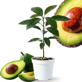 2 HASS Avocado Trees Live Plants Seedling, 5-10" in Tall, Cold Hardy Avocados Plant Tropical, HASS Avocado Plant Stater Size