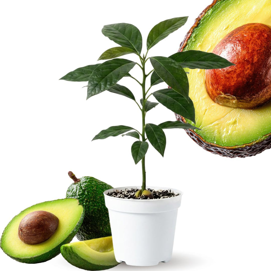 2 HASS Avocado Trees Live Plants Seedling, 5-10" in Tall, Cold Hardy Avocados Plant Tropical, HASS Avocado Plant Stater Size