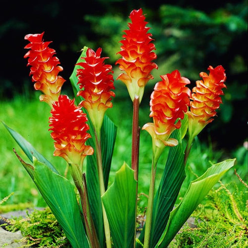 Curcuma Gold Ginger Plant Live for Planting, Hawaiian Ginger Flower Plant, Tropical Ginger Plant Well-Rooted for Indoor Outdoor Growing, 5-9" Tall