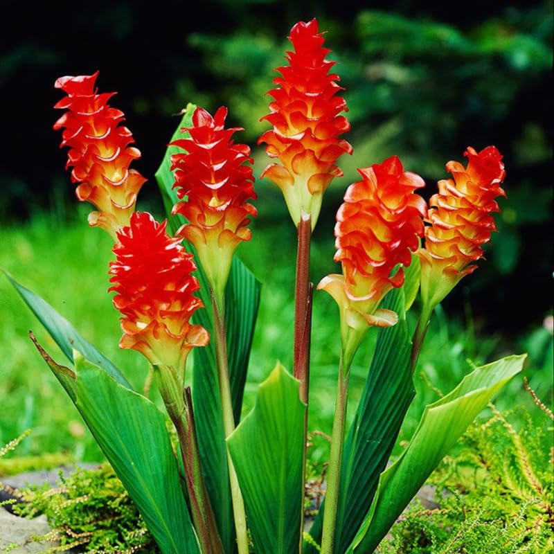 2 Curcuma Gold Ginger Plants Live for Planting, Tropical Flowering Plant for Garden or Patio, Hardy Ginger Plant No Pot, 5-9" Height