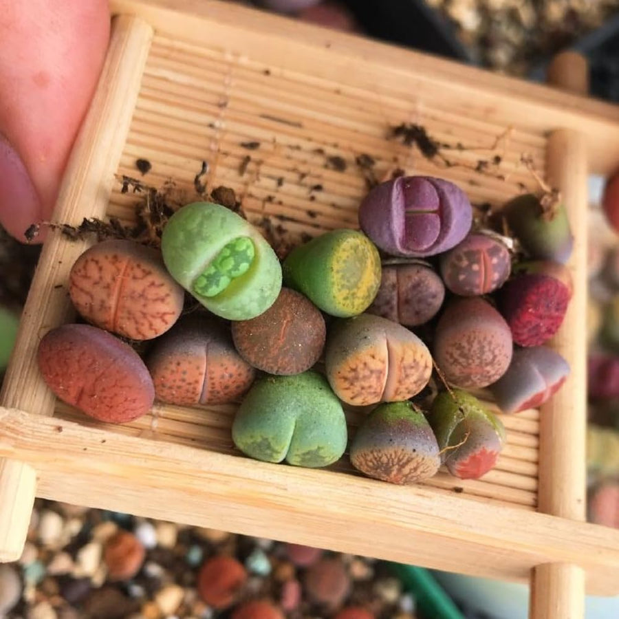 20 Large Mix Lithops Live Plants, Colorful Lithops Succulents Plants Live, Living Stones Succulent Indoor Outdoor Plant, Bare Root Without Pot and Soil