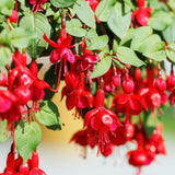 2 Fuchsia Plants Live, Red Fuchsia Plants Live, 5 to 7 Inc Tall, Live Fuchsia Plants, Fuchsia Flower Plants Hardy Fuchsia Plants