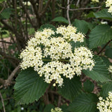 Set of 2 Viburnum Live Plant, Viburnum Shrub, White Spring Blooms, Hardy Garden Shrub, Bare Root 8 to 12 Inches Tall for Outdoor Planting
