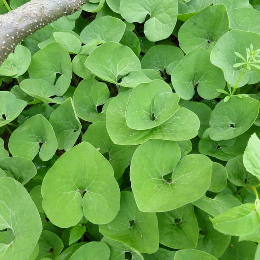 Pack 5 Wild Ginger Plants Live Bareroots, Ginger Live Plants, Ornamental Ginger Flowers