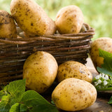 High Yielding Yukon Potato Tubers, 1 Pound Potatoes Plants Bulbs for Outdoor Growing,Vegetables Heirloom Potato Seeds Live Tuber for Home Garden