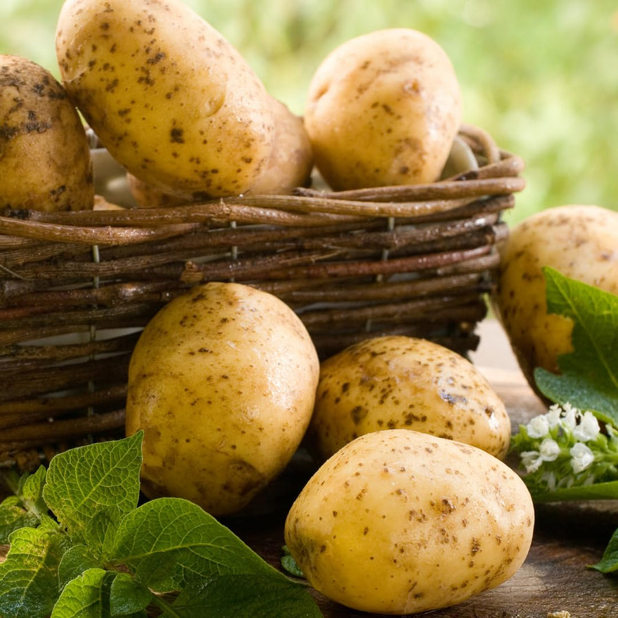 High Yielding Yukon Potato Tubers, 1 Pound Potatoes Plants Bulbs for Outdoor Growing,Vegetables Heirloom Potato Seeds Live Tuber for Home Garden