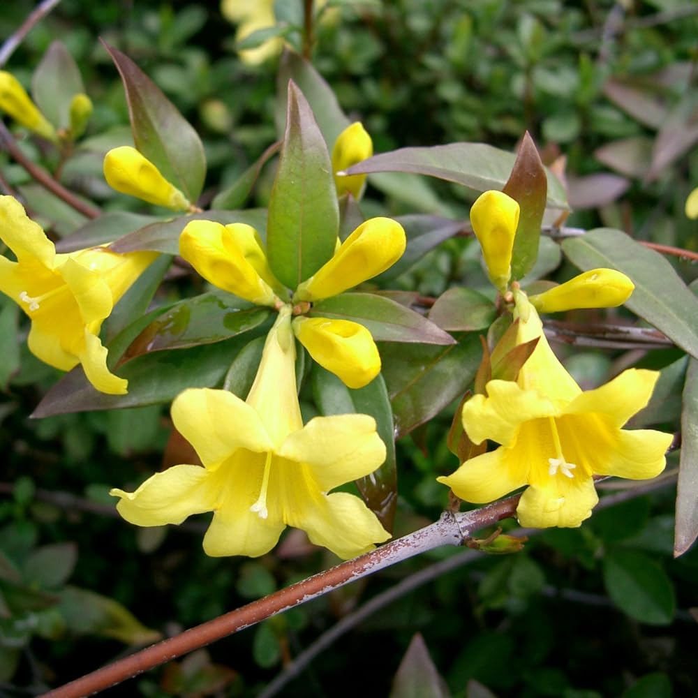 Yellow Jasmine Plant, Fragrant Jasmine Flower Vine 4-8 Inches Well Rooted for Container, Hanging Basket Growing