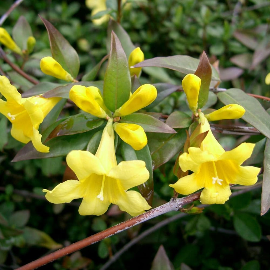 Yellow Jasmine Plant, Fragrant Jasmine Flower Vine 4-8 Inches Well Rooted for Container, Hanging Basket Growing