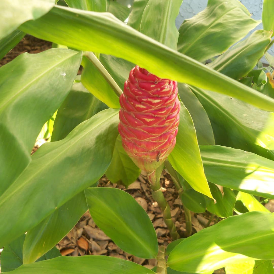 Shampoo Ginger Plant for Planting, Awapuhi Ginger Rhizome, 3–5 Inches Tall, Well Rooted, No Pot, Ready to Grow