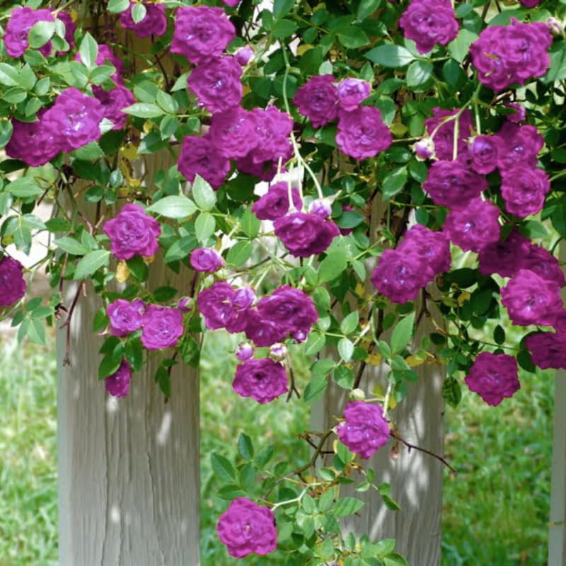 Purple Climbing Roses Live Plants 7 Months Old, Rose Bushes Ready to Plant 5-9" Tall, Very Fragrant, Can Grow As Climber or Bush Tree or Trellises, Walls, Fences