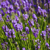2 Lavender Plants Live Outdoor, Live Lavender Plants, 3 Inches Pot, Fragrant Perennial Herb