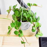 Peperomia Live Plant in 4" Pot, Easy-Care Indoor Trailing Houseplant Succulent Live (Hope Peperomia)
