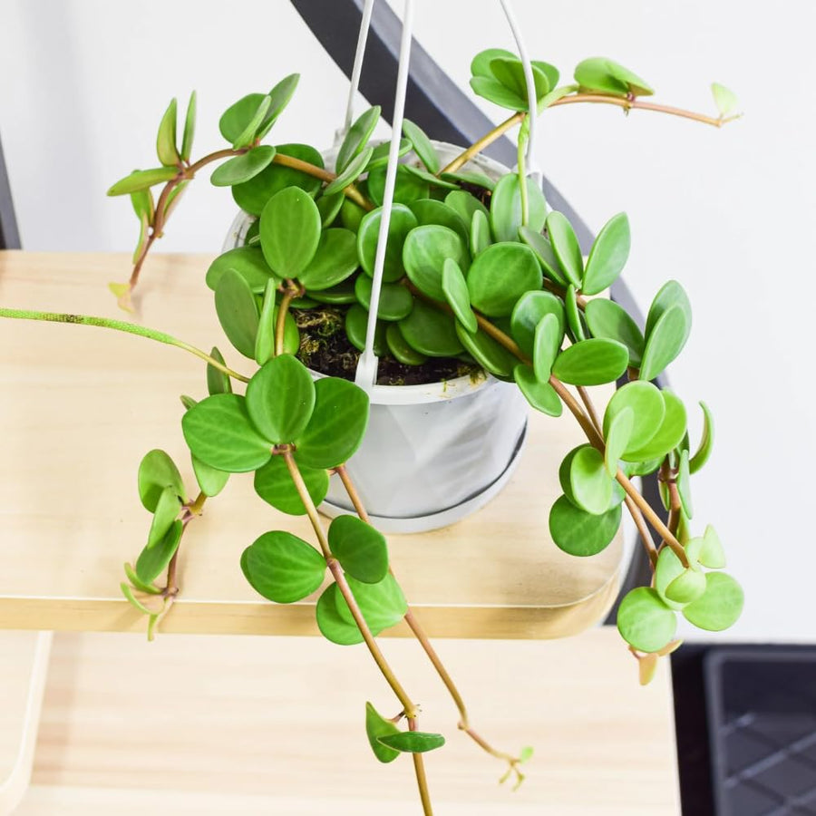 Peperomia Live Plant in 4" Pot, Easy-Care Indoor Trailing Houseplant Succulent Live (Hope Peperomia)