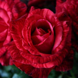 Rose Bush Live Plant - Climbing Rose Plant Live Shrub - Bareroot with Soil 7-10 Inch Tall - Fragrant Rose Flowers Heirloom Rose Shrub (Rare Red Rose)