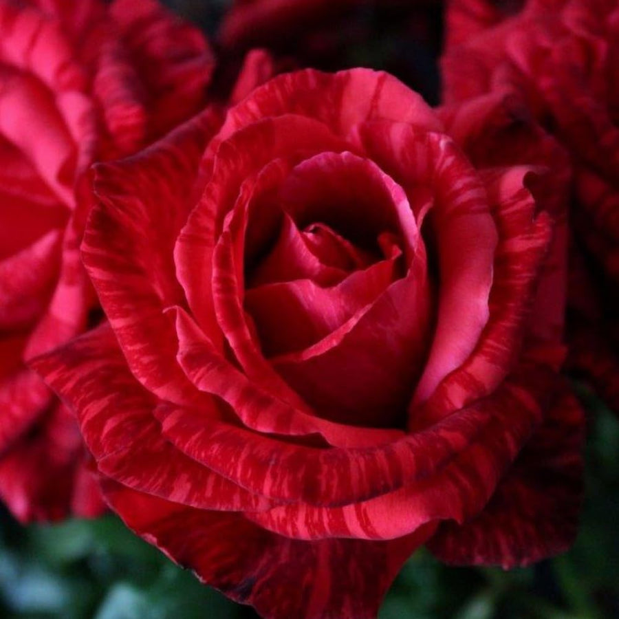 Rose Bush Live Plant - Climbing Rose Plant Live Shrub - Bareroot with Soil 7-10 Inch Tall - Fragrant Rose Flowers Heirloom Rose Shrub (Rare Red Rose)