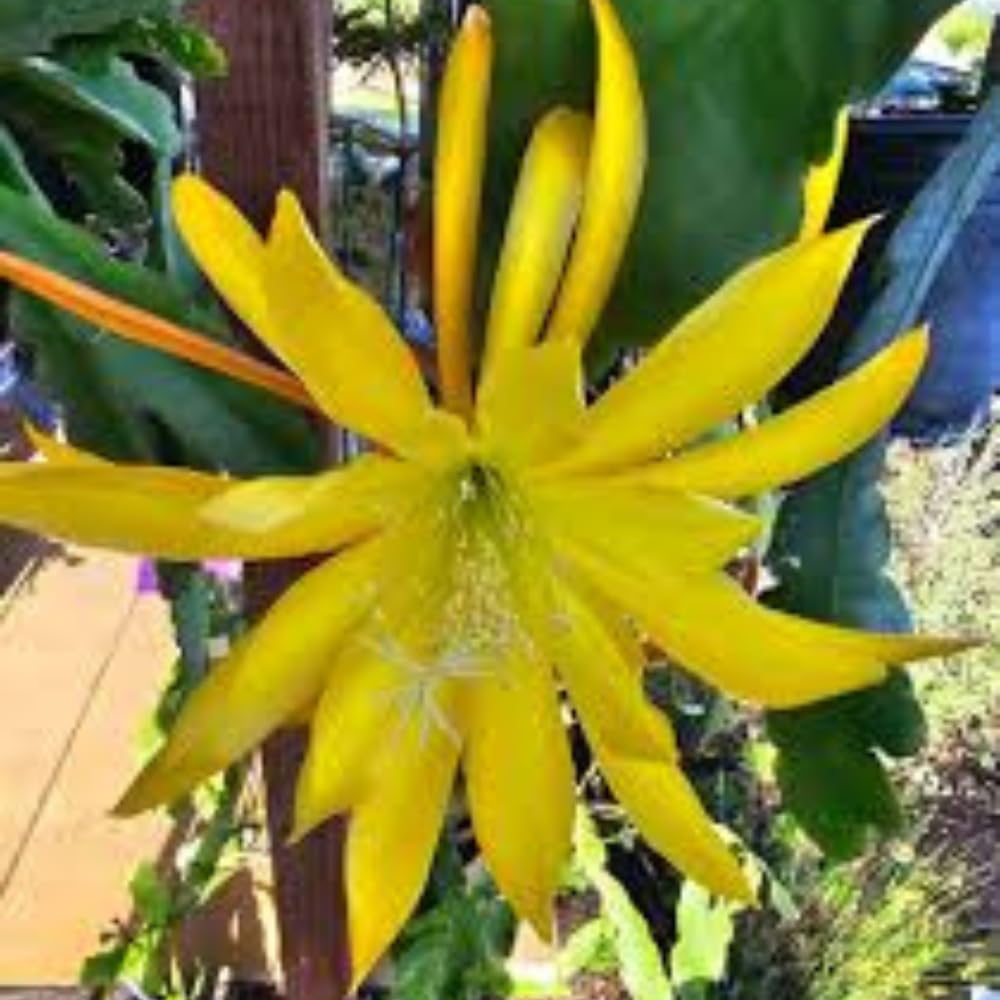 Epiphyllum Plants Live, 2 Plants per Pot, Orchid Cactus Plants for Indoor and Outdoor Planting, Well Rooted Orchid Cactus Plant, Ready to Plant (Yellow Epiphyllum)
