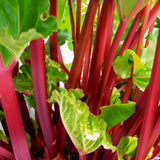 100 Red Rhubarb Seeds for Planting, Rhubarb Seed, Vegetable Plant Seeds Gardening Outdoor