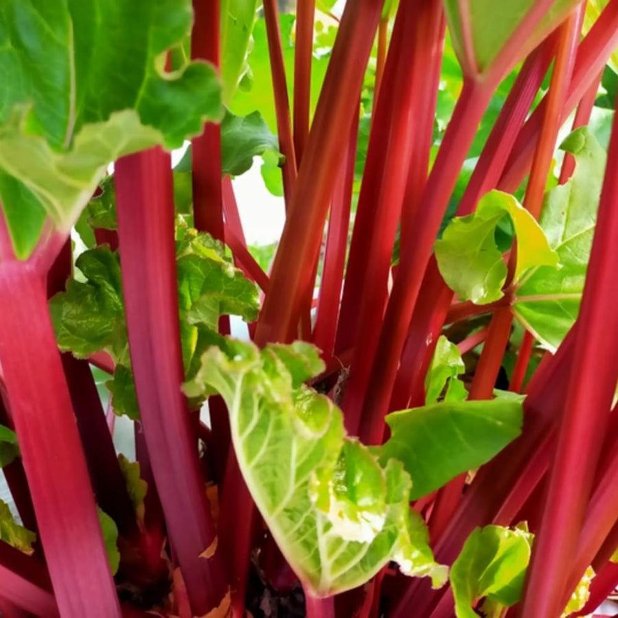 100 Red Rhubarb Seeds for Planting, Rhubarb Seed, Vegetable Plant Seeds Gardening Outdoor