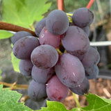 Red Blue Grape Vine Plant Live for Planting, Grape Plant Live Grape Tree 1-2 Years Old, Grape Fruit Tree for Planting