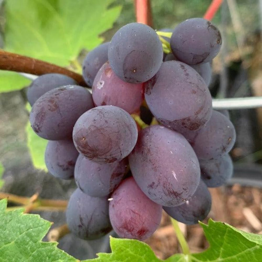 Red Blue Grape Vine Plant Live for Planting, Grape Plant Live Grape Tree 1-2 Years Old, Grape Fruit Tree for Planting