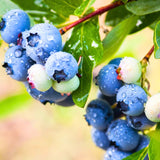 1 Blueberry Plant Live, Blueberry Bushes Live Plant, 1 Year Old, Blueberry Tree Live Plant, Blueberry Fruits (Tophat Blueberry)